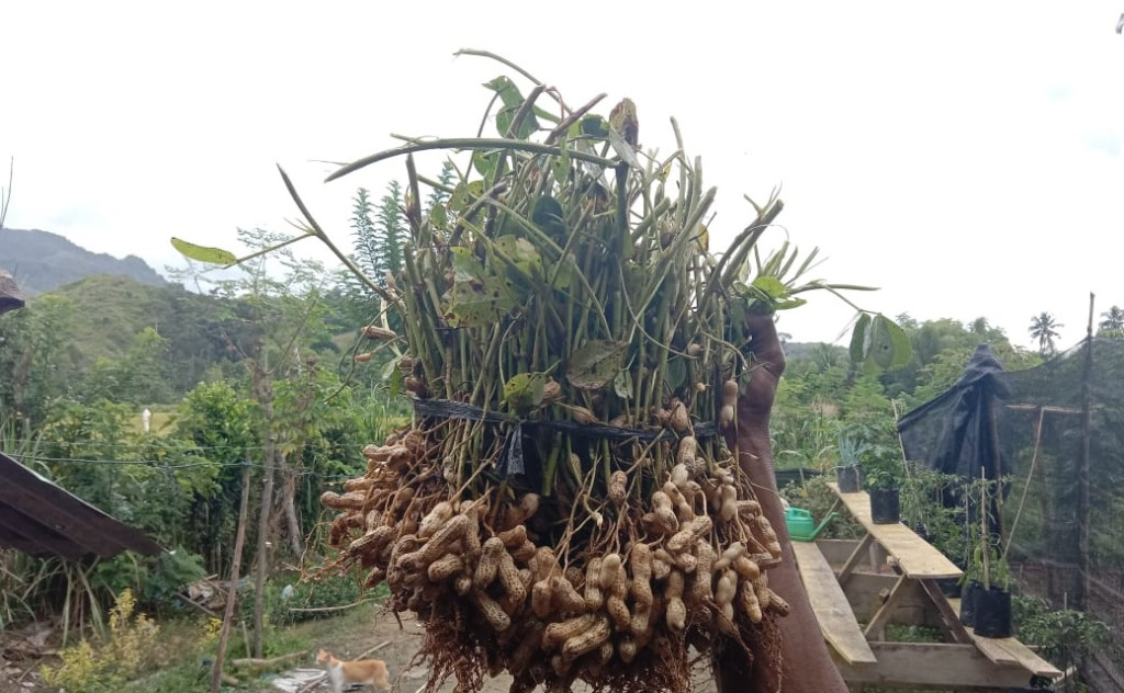 BUDUDAYA KACANG KWT ASOKA DI GAMPONG SUBARANG POTENSIAL UNTUK DIKEMBANGKAN